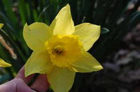Ferienhaus in Fischerhude: Ostern im Garten, In der Bredenau 44, 28870 Fischerhude, Tel: 030/3246116 (Familie von Essen), Mail: anfrage@ferienhaus-in-fischerhude.de, Homepage: www.ferienhaus-in-fischerhude.de