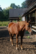 Pferd in Fischerhude