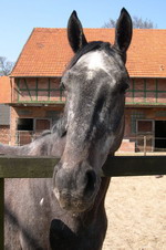 Pferd in Fischerhude