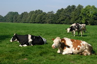 K�he auf einer Wiese