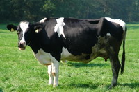Kuh auf einer Fischerhuder Wiese