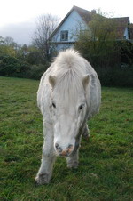 Wei�es Pferd auf einer Wiese in der Bredenau