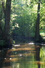 Streek im Sommer